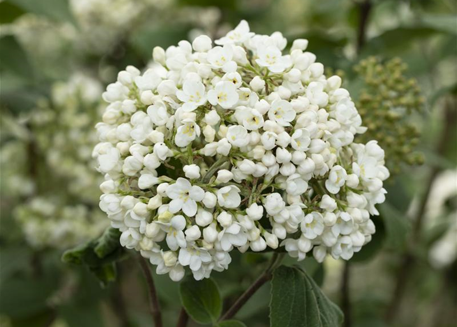 Viburnum carlcephalum