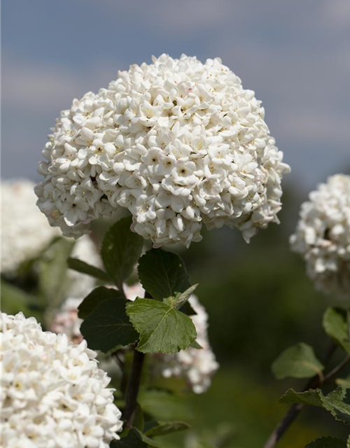 Viburnum carlcephalum