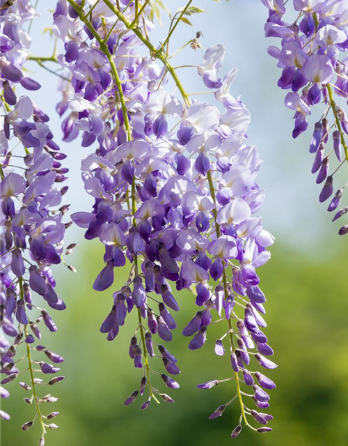 Wisteria sinensis 'Prolific'