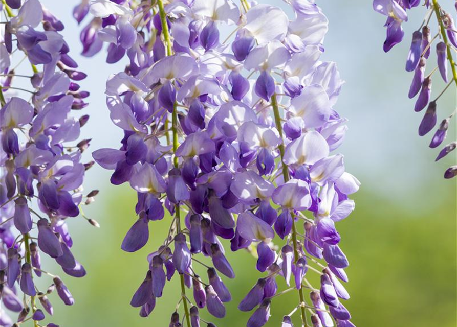 Wisteria sinensis 'Prolific'