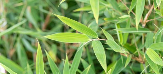 Fargesia murieliae 'Red Rhino'® Wonderwall