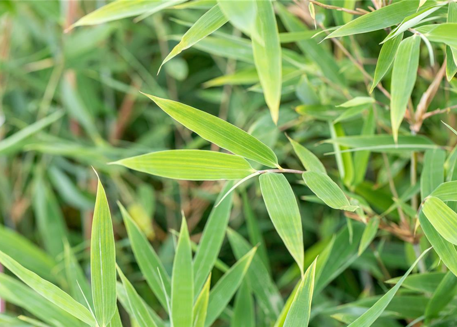 Fargesia murieliae 'Red Rhino'® Wonderwall