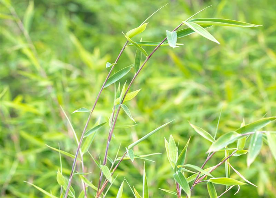 Fargesia murieliae 'Red Rhino'® Wonderwall