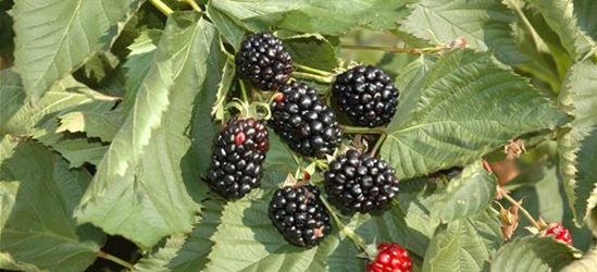 Rubus fruticosus 'Black Cascade'®