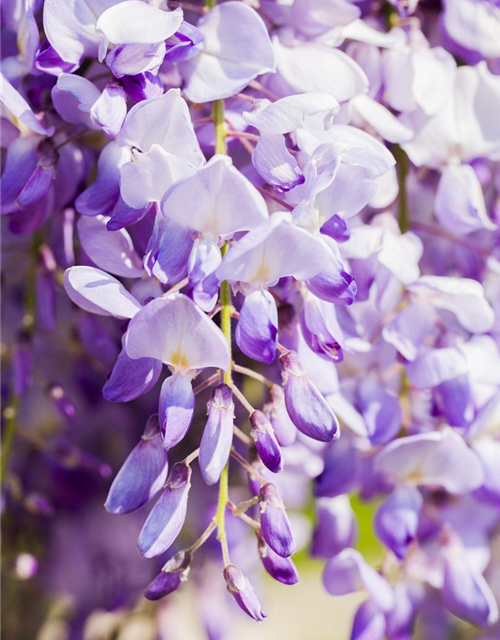 Wisteria floribunda 'Issai' ('Domino')