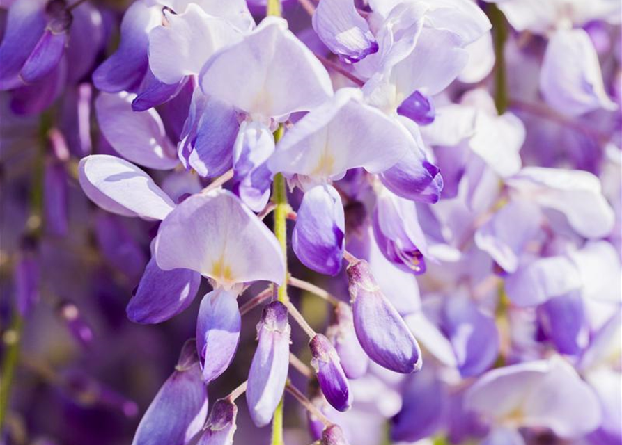 Wisteria floribunda 'Issai' ('Domino')