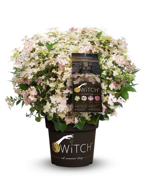 Hydrangea paniculata 'Switch'®