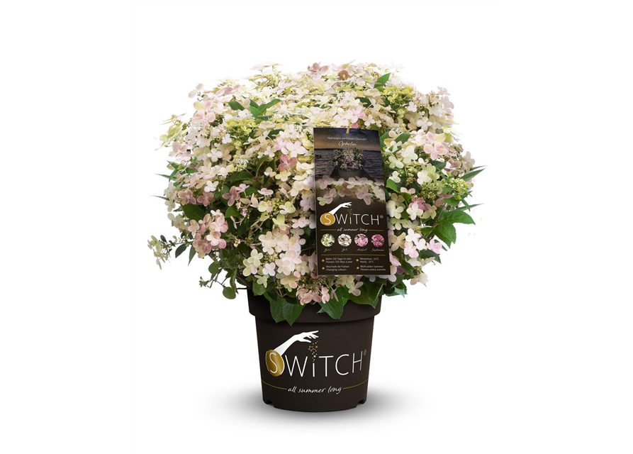 Hydrangea paniculata 'Switch'®