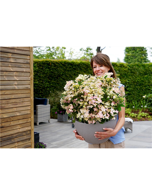 Hydrangea paniculata 'Switch'®