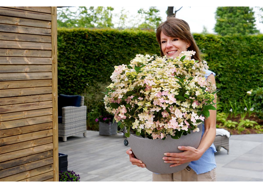 Hydrangea paniculata 'Switch'®