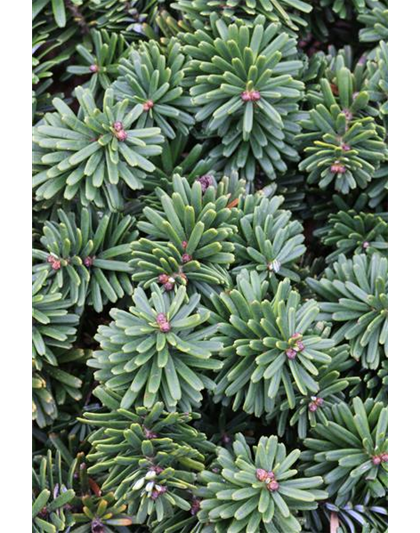 Abies koreana 'Brillant'