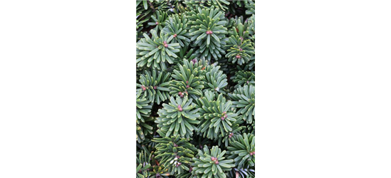 Abies koreana 'Brillant'