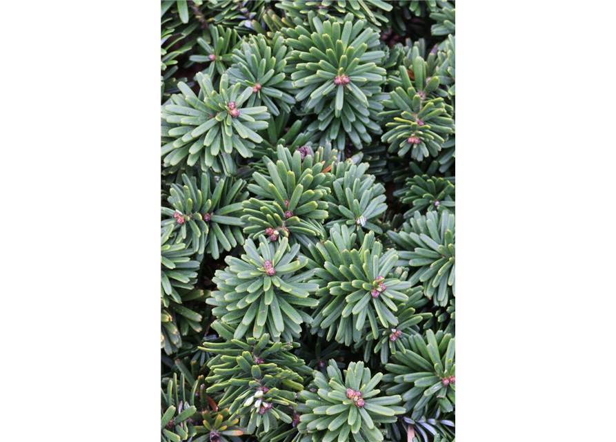 Abies koreana 'Brillant'