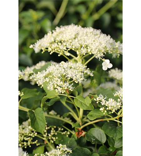 Hydrangea petiolaris