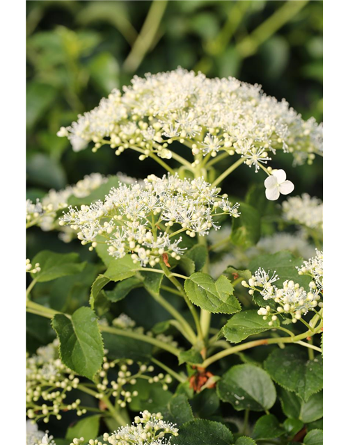 Hydrangea petiolaris