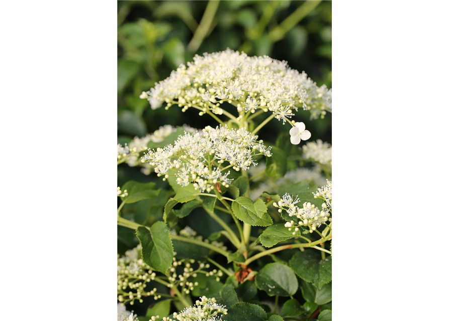 Hydrangea petiolaris