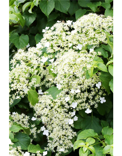 Hydrangea petiolaris