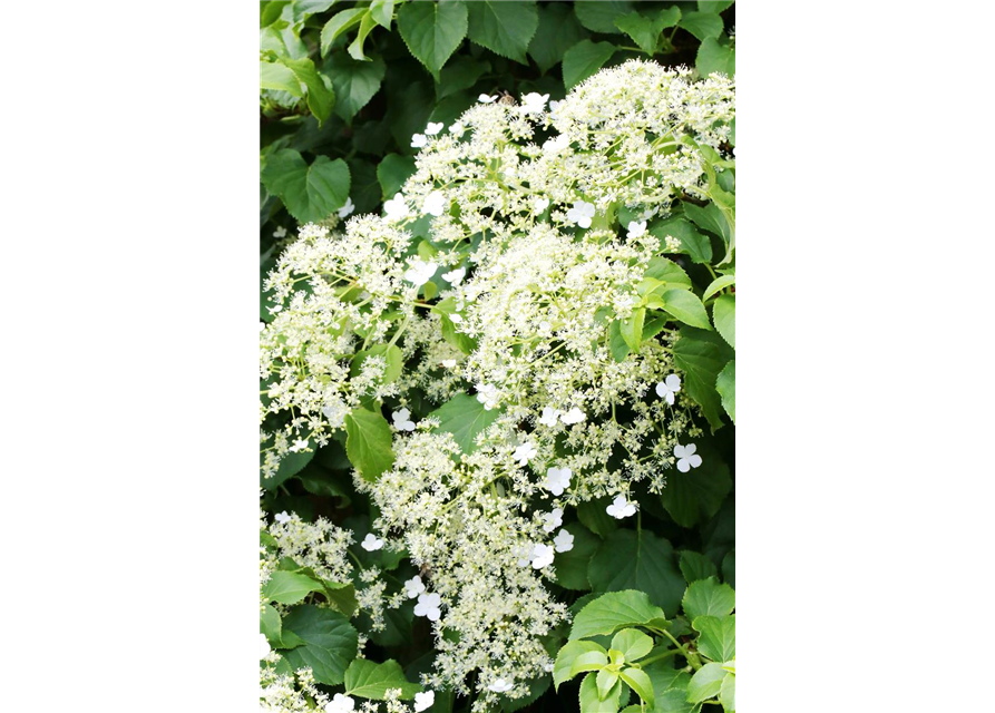 Hydrangea petiolaris