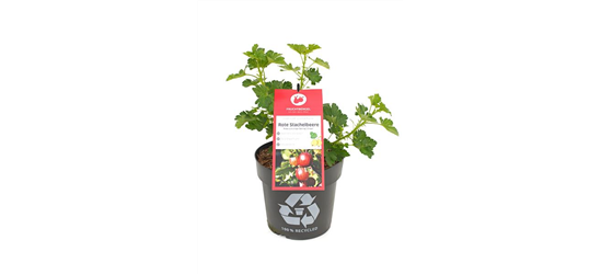 Ribes uva-crispa 'Darling® Crispa®' Fruchtbengel