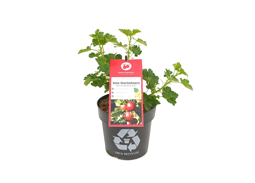 Ribes uva-crispa 'Darling® Crispa®' Fruchtbengel