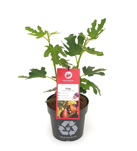 Ficus carica 'Twotimer® Gustis®' Fruchtbengel