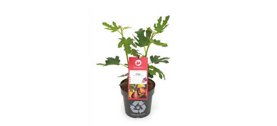 Ficus carica 'Twotimer® Gustis®' Fruchtbengel