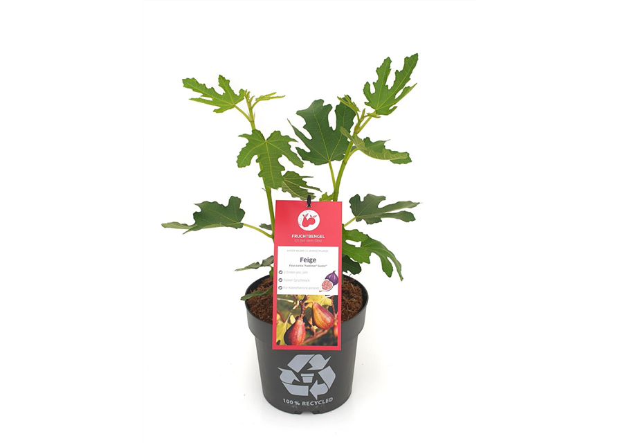 Ficus carica 'Twotimer® Gustis®' Fruchtbengel