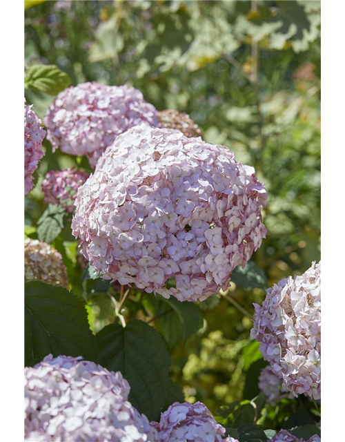 Hydrangea arborescens 'Candybelle'® Bubblegum