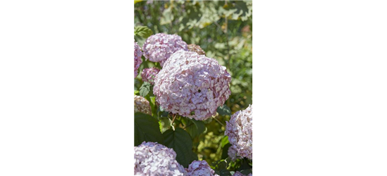 Hydrangea arborescens 'Candybelle'® Bubblegum