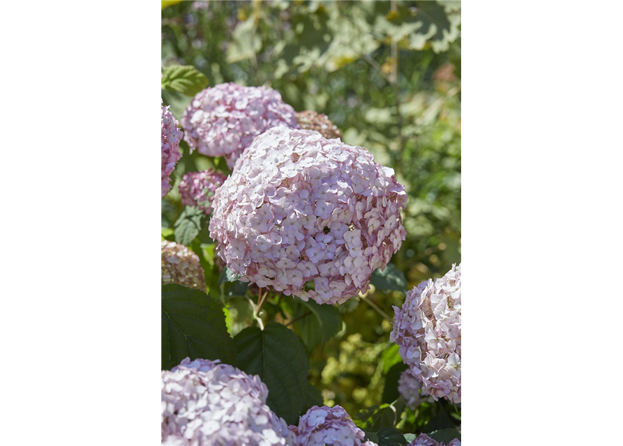 Hydrangea arborescens 'Candybelle'® Bubblegum