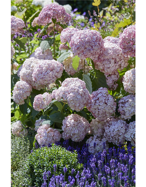 Hydrangea arborescens 'Candybelle'® Bubblegum