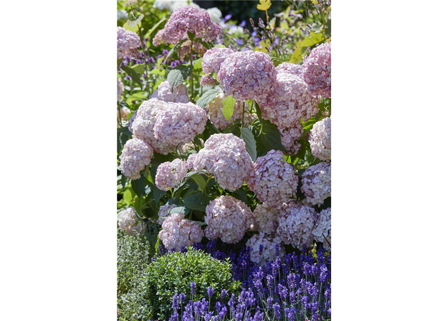 Hydrangea arborescens 'Candybelle'® Bubblegum