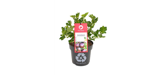 Ribes uva-crispa 'Lady Late® Easycrisp®' Fruchtbengel