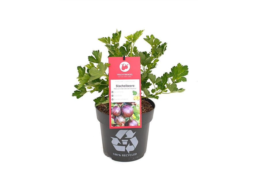 Ribes uva-crispa 'Lady Late® Easycrisp®' Fruchtbengel