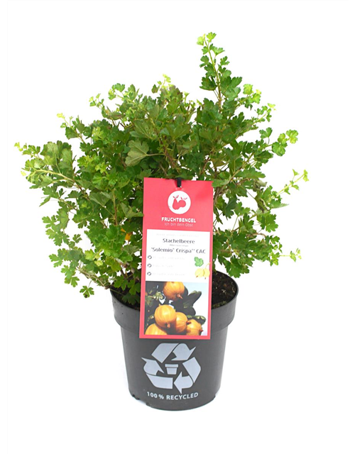 Ribes uva-crispa 'Solemio® Crispa®' Fruchtbengel