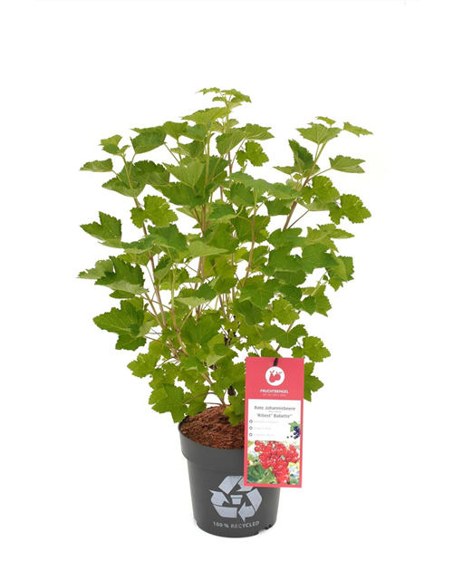 Ribes rubrum 'Ribest® Babette®' Fruchtbengel