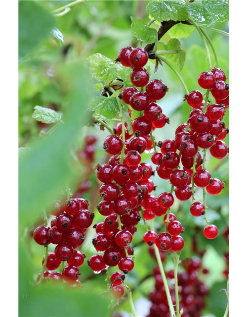 Ribes rubrum 'Ribest® Babette®' Fruchtbengel