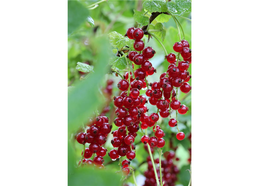 Ribes rubrum 'Ribest® Babette®' Fruchtbengel