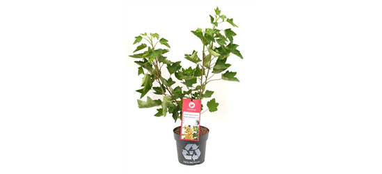 Ribes rubrum 'Ribest® Blanchette®' Fruchtbengel