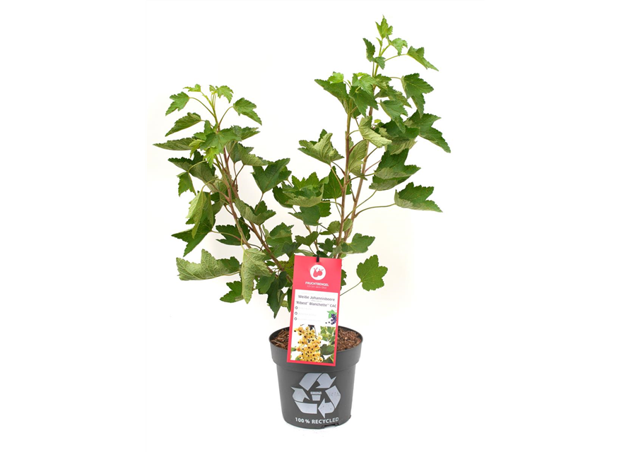 Ribes rubrum 'Ribest® Blanchette®' Fruchtbengel