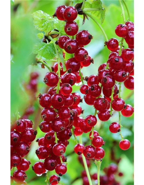 Ribes rubrum 'Ribest® Blanchette®' Fruchtbengel