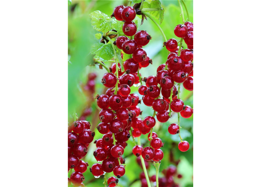 Ribes rubrum 'Ribest® Blanchette®' Fruchtbengel