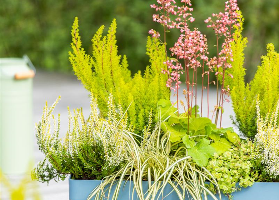 Erica arborea 'Estrella Gold'