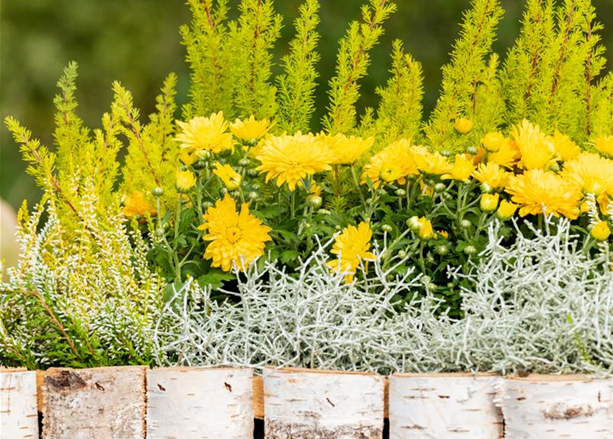 Erica arborea 'Estrella Gold'