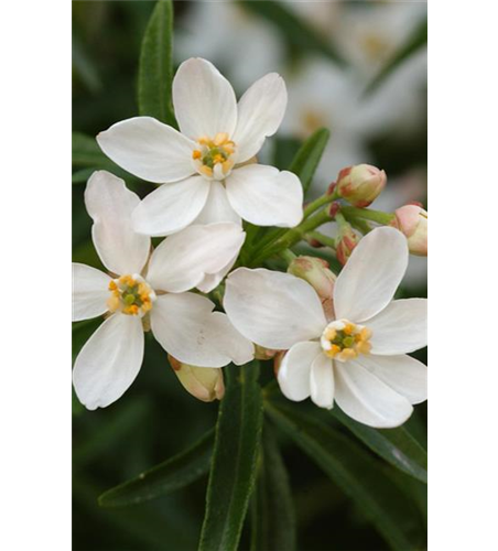 Choisya ternata 'Aztec Pearl'