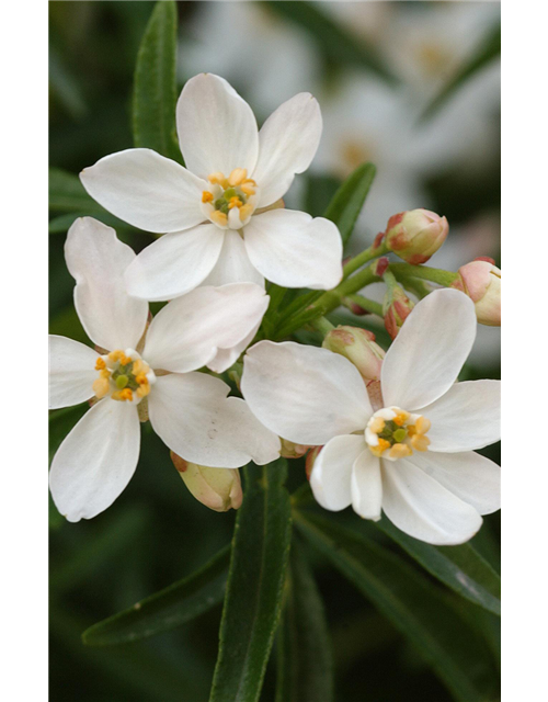 Choisya ternata 'Aztec Pearl'