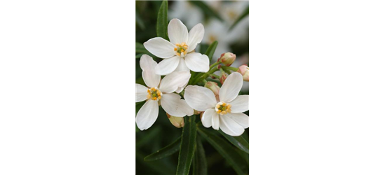 Choisya ternata 'Aztec Pearl'