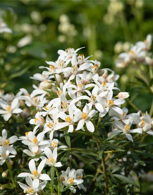 Choisya ternata 'White Dazzler'