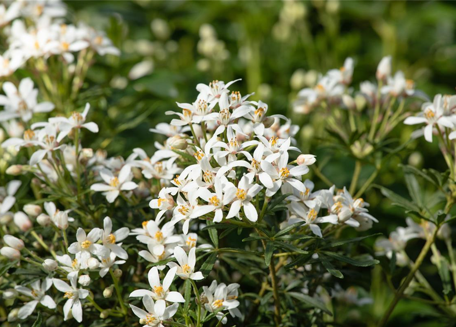 Choisya ternata 'White Dazzler'