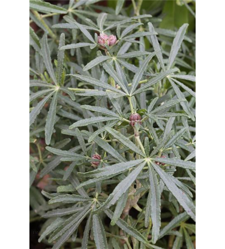 Choisya ternata 'White Dazzler'